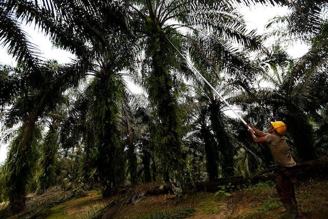 Indonesia protes Perancis soal pajak impor minyak sawit
