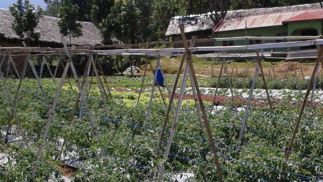 Former rebels take up organic farming in Negros Occidental