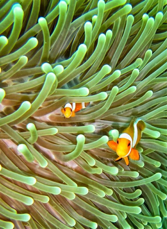 IKAN NEMO. Ikan nemo merupakan salah satu biota laut yang bisa ditemukan di wilauah laut Pulau Kodingareng Keke. Foto oleh Syarifah Fitriani/Rappler 