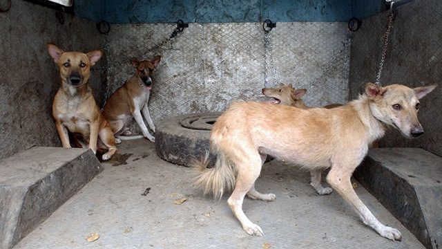 India stray dogs to be part of security squad