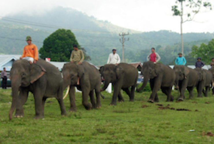 Dua kerangka gajah tanpa gading ditemukan di Aceh