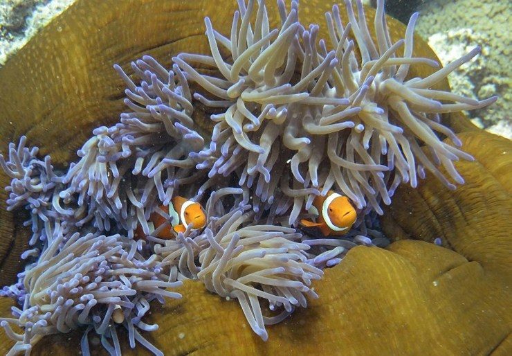 Plan won’t save Great Barrier Reef: Australian scientists