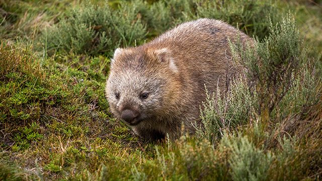 Bum-biting wombat mating habits could hold key to survival