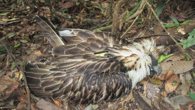 WHO KILLED PAMANA? Philippine eagle Pamana's carcass is found near a creek in Mount Hamiguitan on August 16, 2015. Photo by Philippine Eagle Foundation 