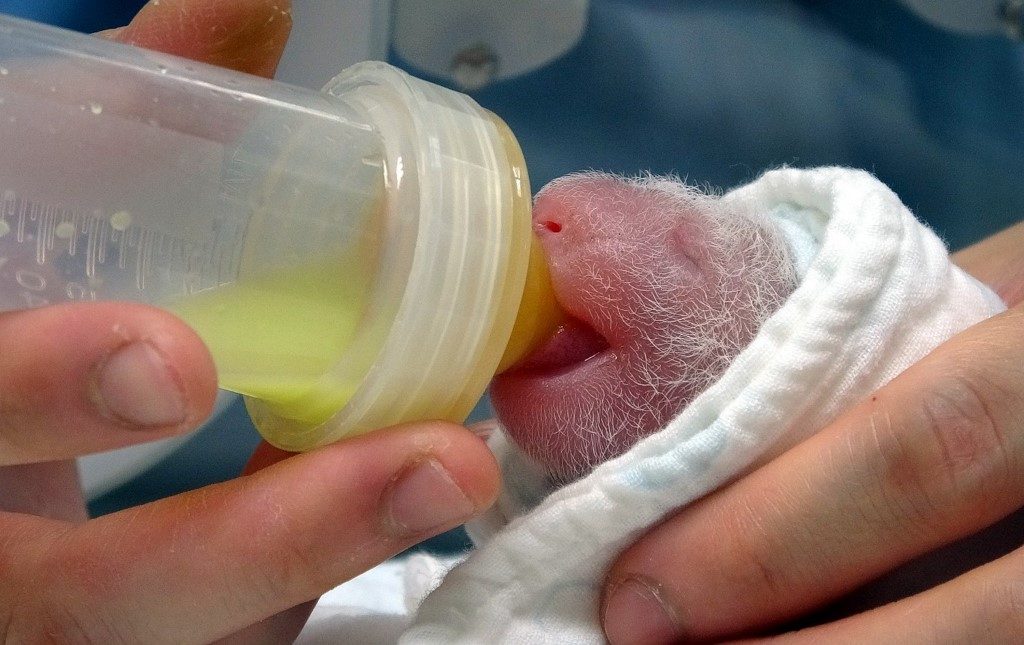 PANDA CUB. This handout photo taken on June 28, 2020 and received on June 29, 2020 shows a newborn baby panda at the Taipei Zoo in the Taiwan capital after the yet-unnamed-cub, weighing 186 grams, was born after a five-hour labor. Photo by Handout/Taipei Zoo/AFP 