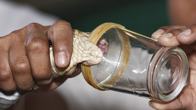 WHO unveils plan to tackle global snakebite ’emergency’