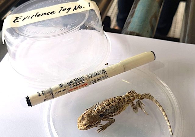 DENR places Clark, Subic under tight watch for illegal wildlife trade