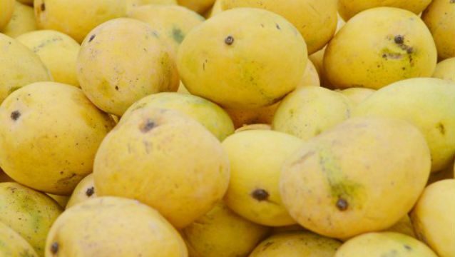 Pair of Japanese mangoes fetch $3,000 at auction