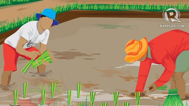 [OPINION] Agriculture graduates should try working with an NGO
