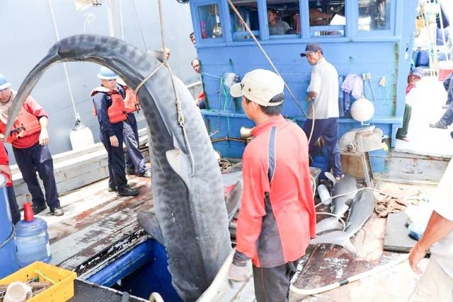 Group to gov’t: Punish Vietnamese fishermen for Palawan shark slaughter