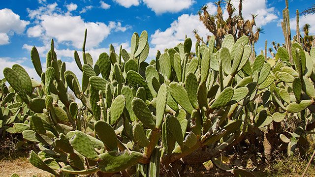 Could Mexico cactus solve world’s plastics problem?