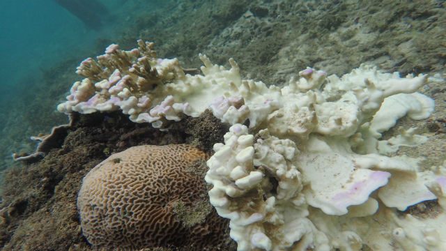 Terumbu karang yang memutih akibat bleaching di Pantai Kondang Merak. Foto: Dyah Ayu Pitaloka.  