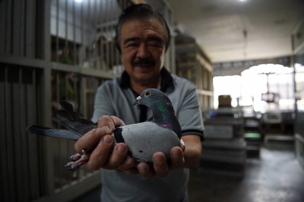 The deadly odds of pigeon racing in the Philippines