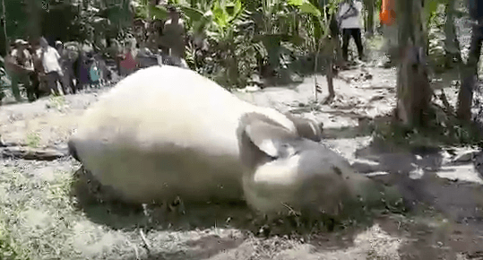 Dua ekor gajah liar mati tersengat listrik di Aceh