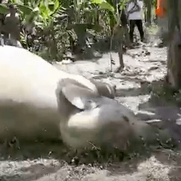 Dua ekor gajah liar mati tersengat listrik di Aceh