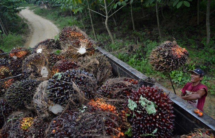 PALM OIL. A worker loads harvested palm oil fruits on a palm oil plantation in Aceh. File photo by AFP 