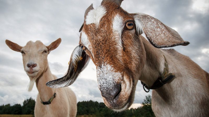 Kid you not: Goats can read your face