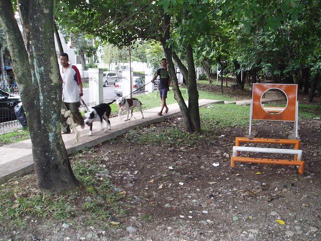 Pet Park terletak di Jalan Cilaki, Bandung, warga Bandung bisa membawa hewan peliharaannya untuk berjalan-jalan di taman ini. Foto oleh Yuli Saputra/Rappler   