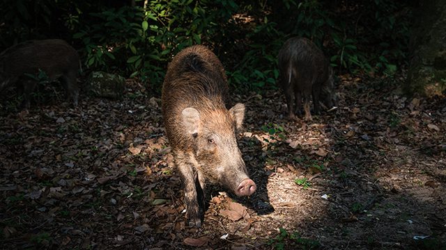 Porcine pickle: Hong Kongers divided over city’s emboldened wild boars