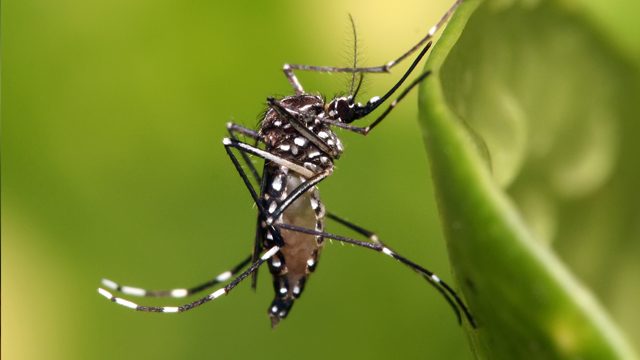 Myanmar detects first Zika infection