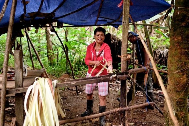 ROOT OF THE ISSUE. Felipa Dagaang, an indigenous Manobo farmer, shows how abaca is manually stripped in their communityâs facility in Sitio Himatagan, Barangay Agsam. Photo credit: VJ Villafranca/Oxfam 