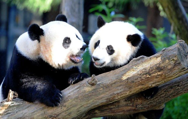 WE'RE SAFE! Giant panda Mei Xiang (L) and her cub Bei Bei play in their enclosure on August 24, 2016 at the National Zoo in Washington, DC. Photo by Karen Bleier/AFP 