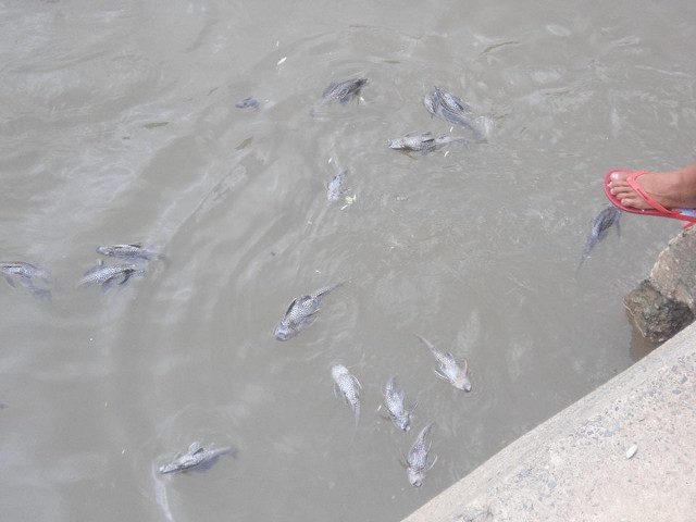 POISONED? Dead fish float in Nangka River, Marikina. Photo by Raul Batica 