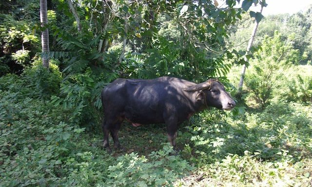 Carabao kills farmer in Basilan