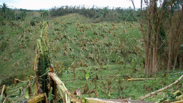 DAMAGE. A banana plantation in Socorro, Oriental Mindoro suffered heavy damage. Image courtesy of Myles Delfin.  