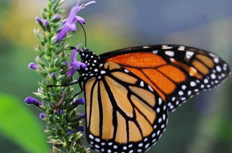 Monarch butterfly uses magnetic, Sun compasses – study