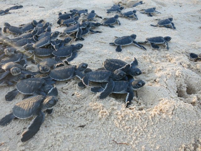 TURTLES. Climate change will affect the population of turtles, disrupting the ratio of male to female hatchlings. Image courtesy of Coral Triangle Initiative Southeast Asia. 
