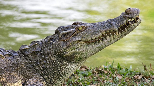 Croc kills man securing boat from Vinta