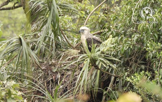 Apayao: Where ethnic tradition is saving the Philippine Eagle