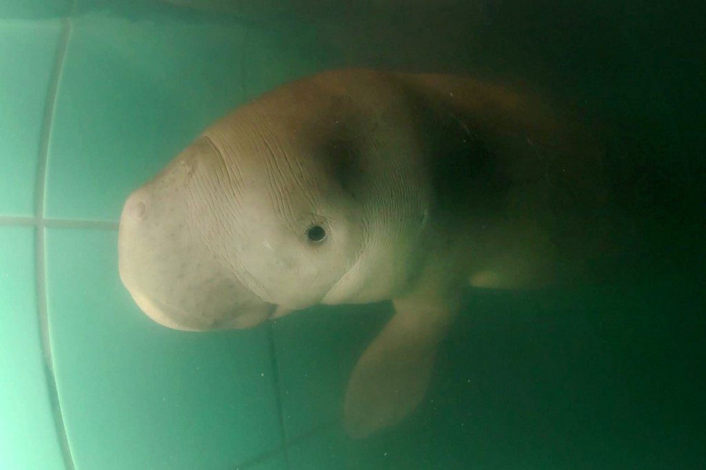 New orphan dugong named ‘handsome sea prince’ by Thai royal