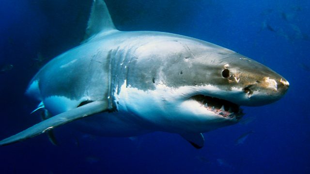 U.S. teenager loses leg in shark attack