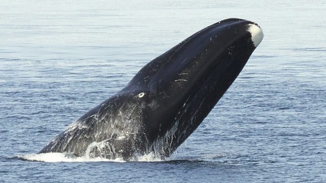 Bowhead whales not only singers, but avid composers too