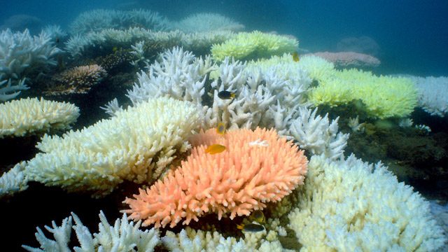 UNESCO condemns dredge waste dumping in Barrier Reef waters