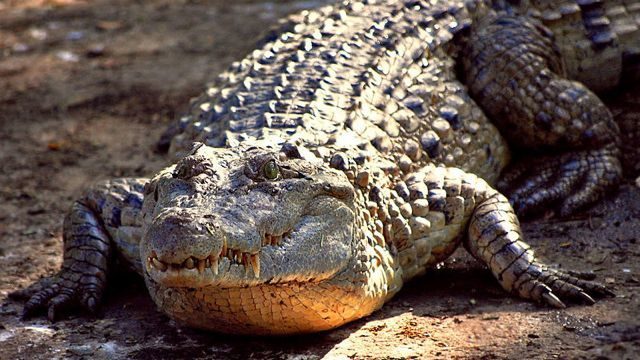 Snap! Selfie-seeking tourist bitten by Thai croc