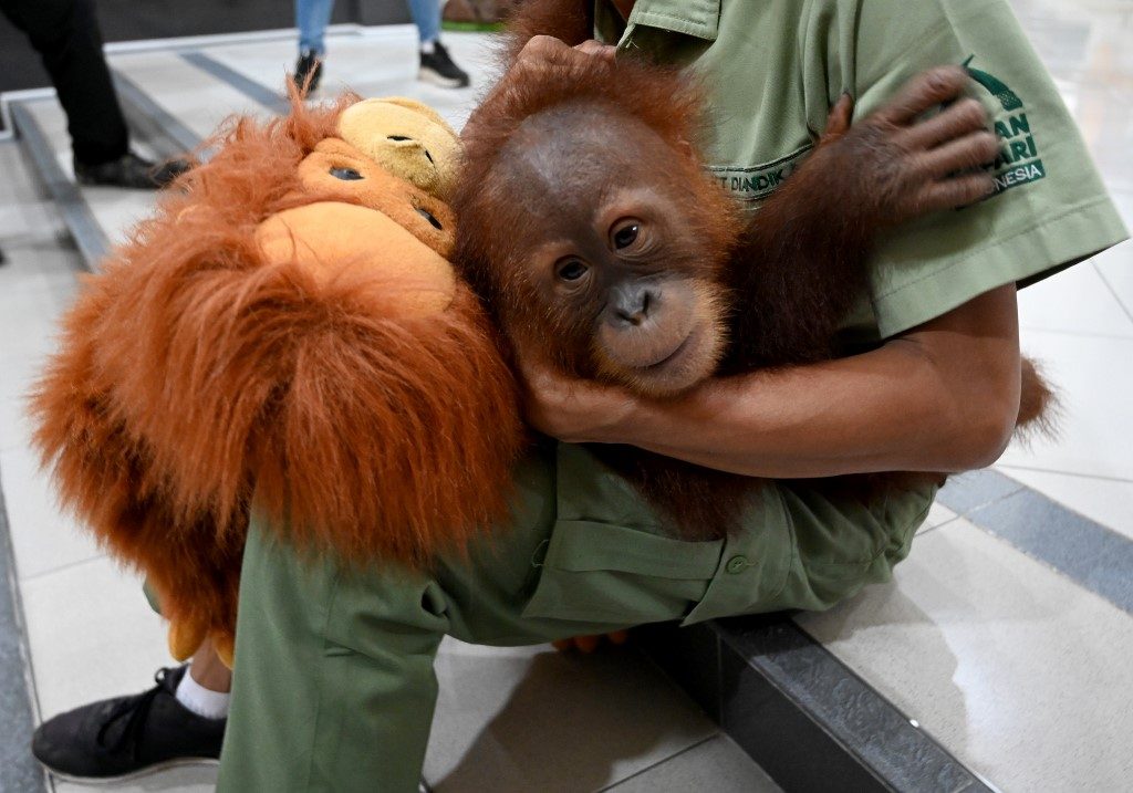 Bali’s drugged, smuggled orangutan heads back to the wild