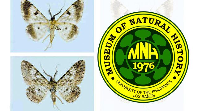 New moth species named after Filipino scientist