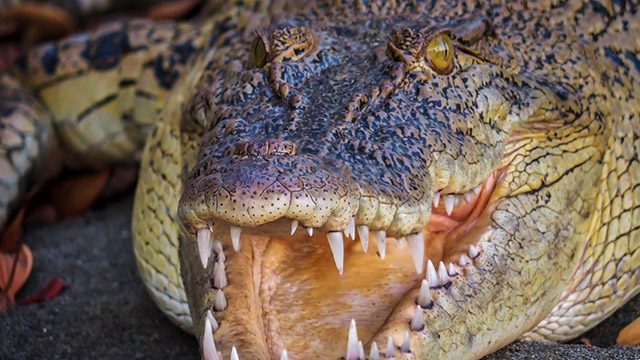 Killer crocodiles: Why are more humans being attacked in East Timor?
