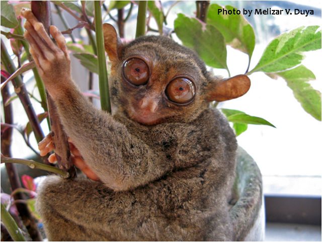 Dinagat tarsier a new Philippine tarsier species