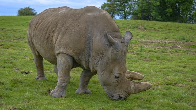 Critically endangered Sumatran rhino is pregnant