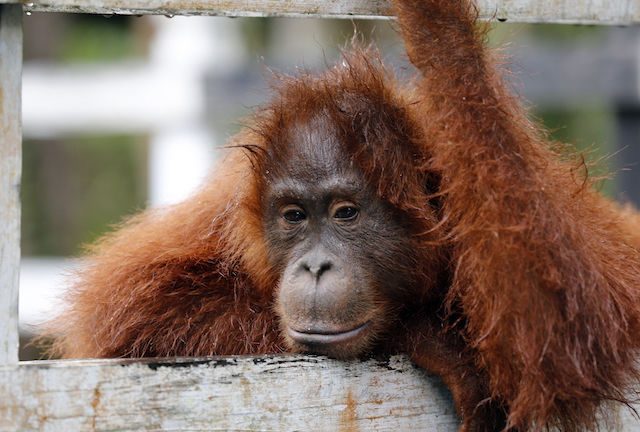 Orangutans burnt to death in Indonesia