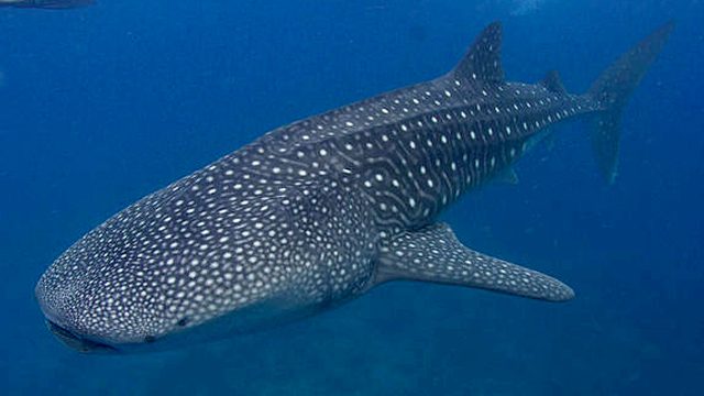 #PowerToProtectPH: Campaign to protect marine wildlife launched