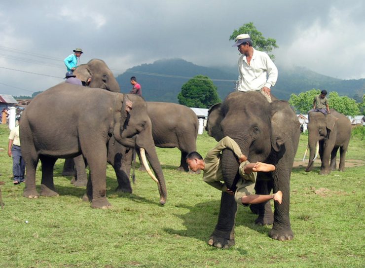 Dua bulan terakhir, 2 gajah Sumatera mati di Aceh