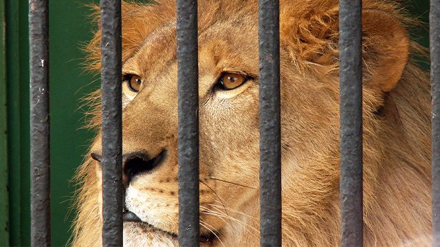 Safari worker’s remains found in lion enclosure of Pakistan park