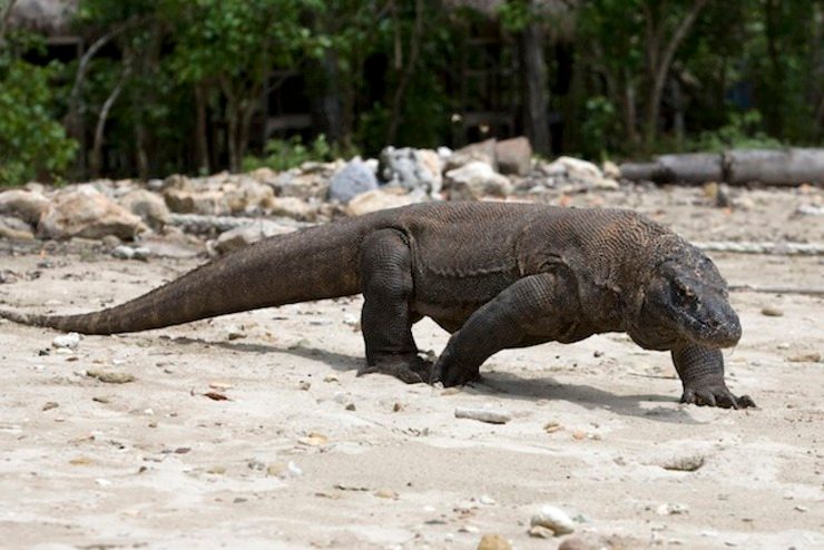 New Komodo dragon death at Indonesia’s ‘death zoo’