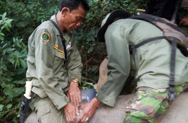 TRACKERS. Conservation officers installing a GPS tracker on a Sumatran elephant in February 2015 to monitor its movements and help prevent conflicts with villagers. Photo courtesy of BKSDA/Rappler  