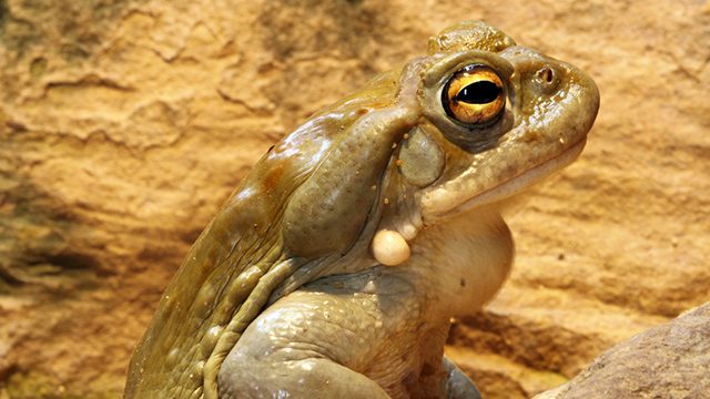 Spain porn star arrested after man dies in toad venom ritual